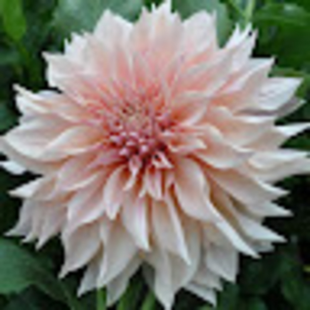 Meet your Posher, Ericka